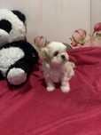 Shih tzu hodowla Pejsku svet