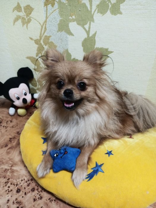 Щенки шпица подрощенные