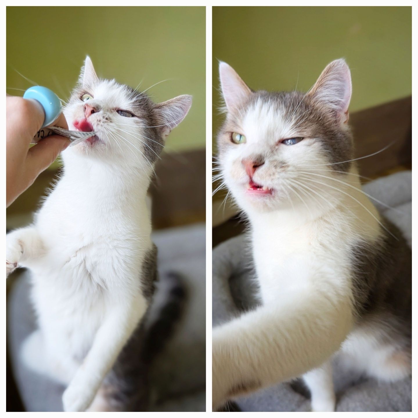 Котик Скіф шукає дім