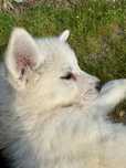 Husky siberiano c/lop