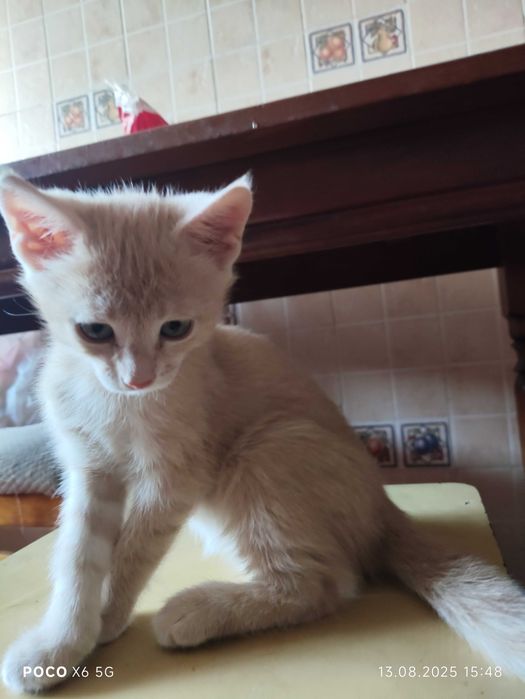 отдам даром котят