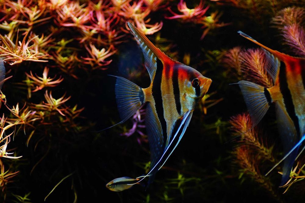 Escalar Manacapuru (Pterophyllum scalare)