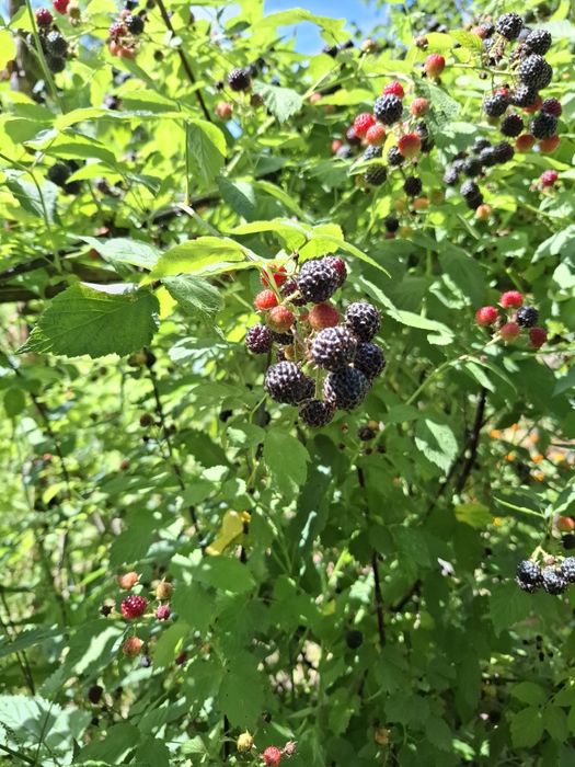 Малина чорна Кумберленд