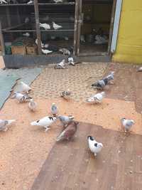 Продаю бойные голубей турецкий такла  бакинский