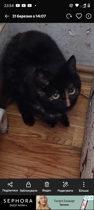 Трьохмасна  кішка