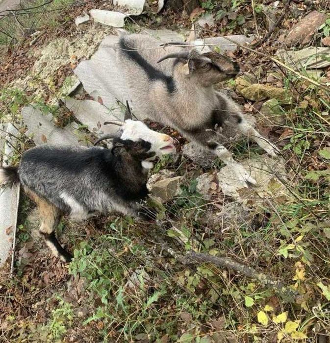 Продаються молочні кози