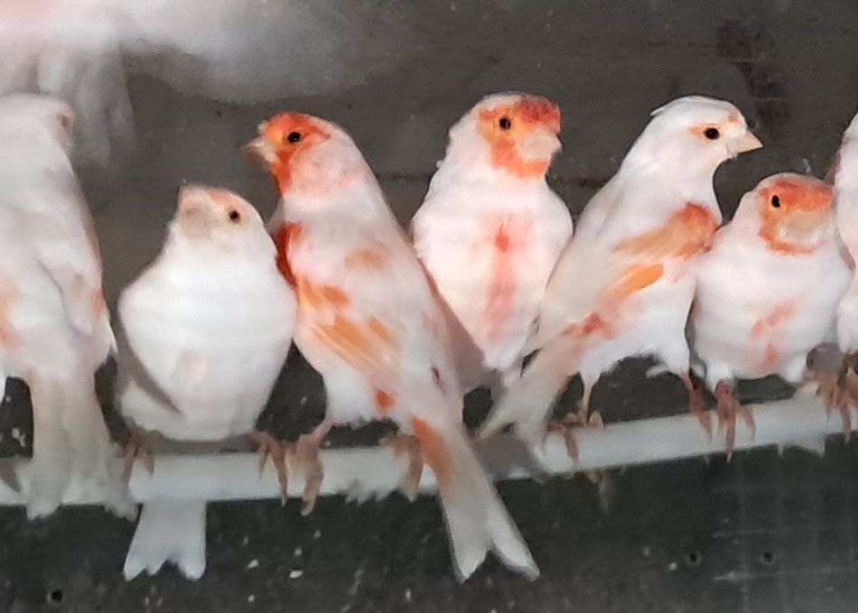 Canarios mosaicos vermelhos