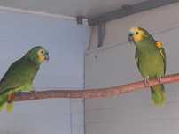 Papagaio Amazona xanthopteryx