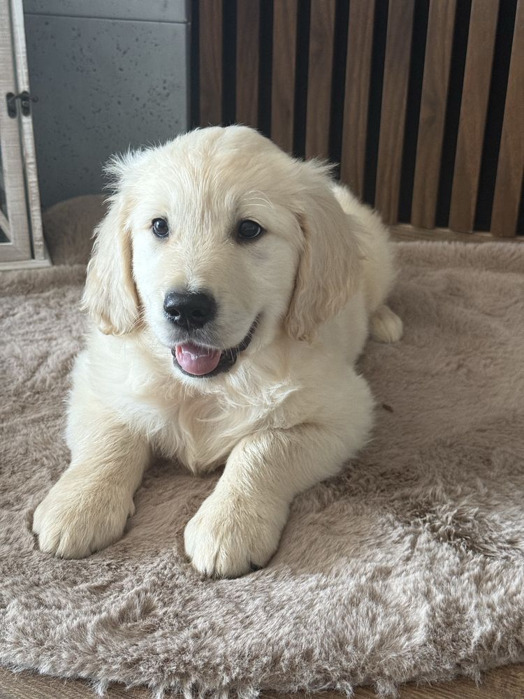 Piesek Golden Retriever