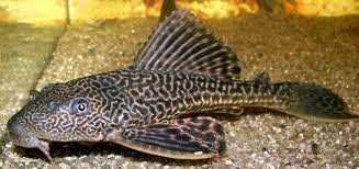 glonojad plecostomus mix bielsko