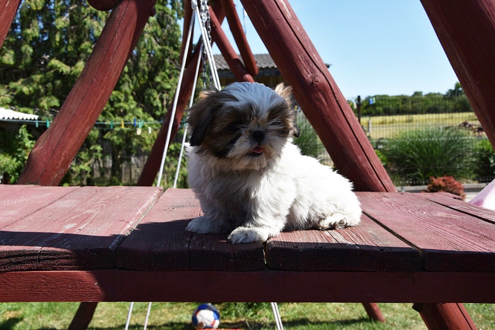Suczka Shih-Tzu !