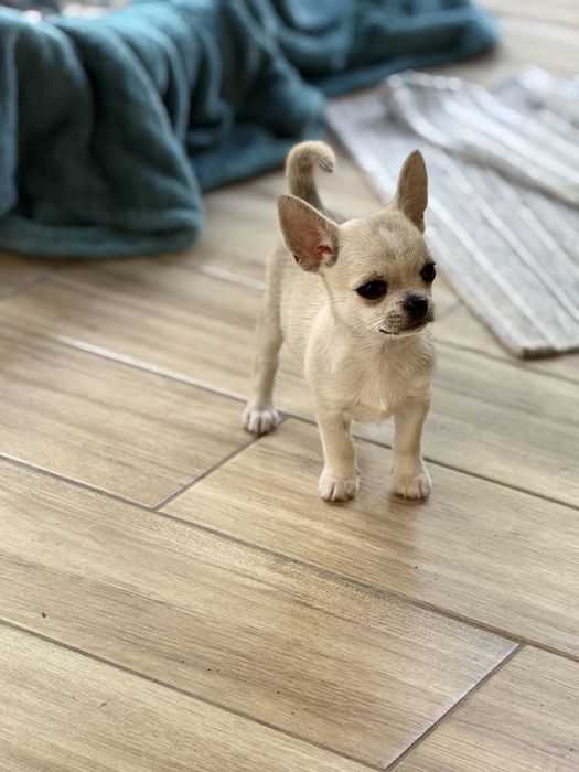 Chihuahua krótkowłosy