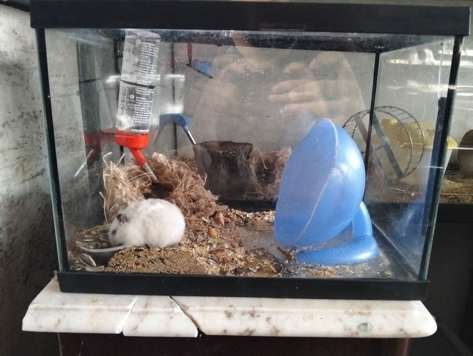 Gaiola com hamster