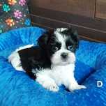 Shih Tzu pieski o wielopokoleniowym rodowodzie