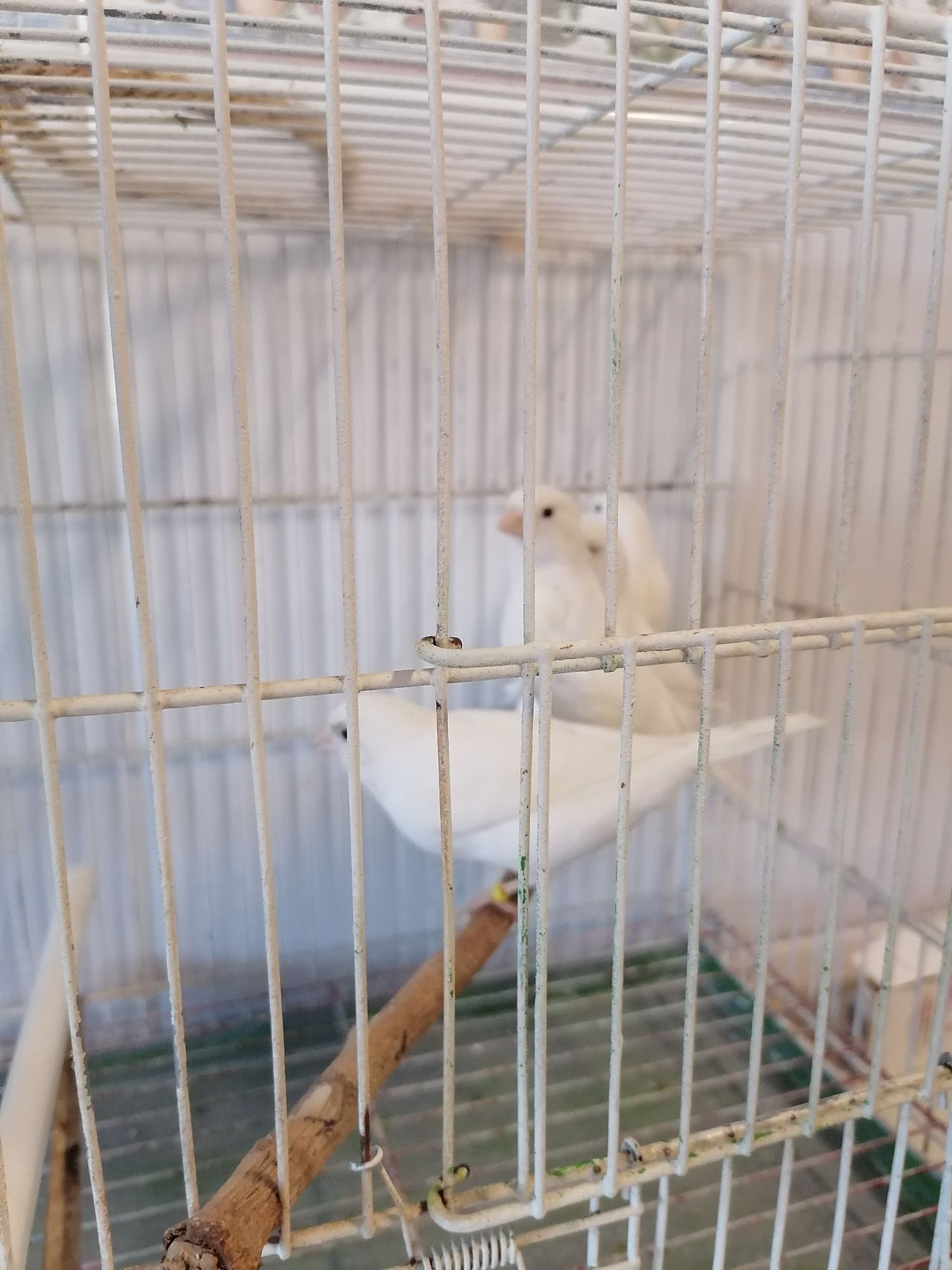 Canários poupa alemão e canários sem poupa (Ler a descrição)