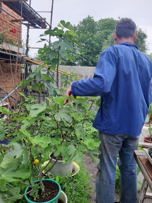 Саженцы инжира от 10 см до 2м с плодами