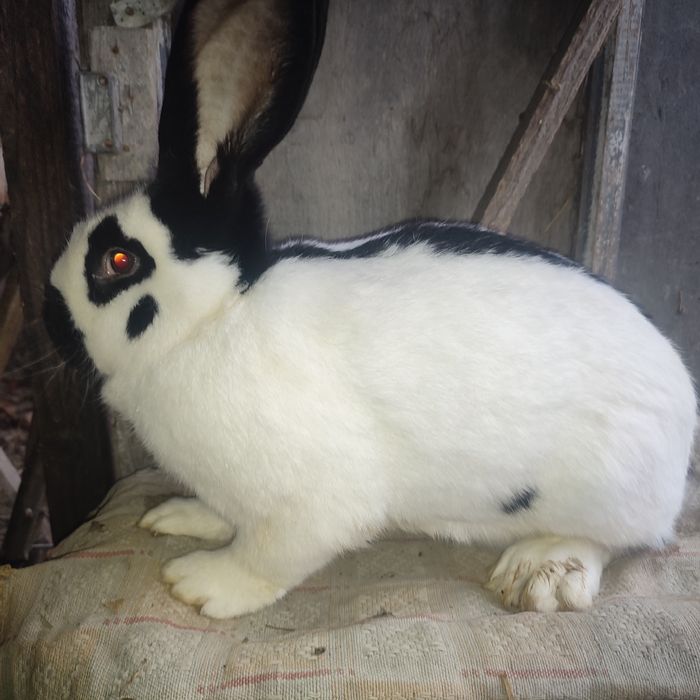 Кроликі строкачі