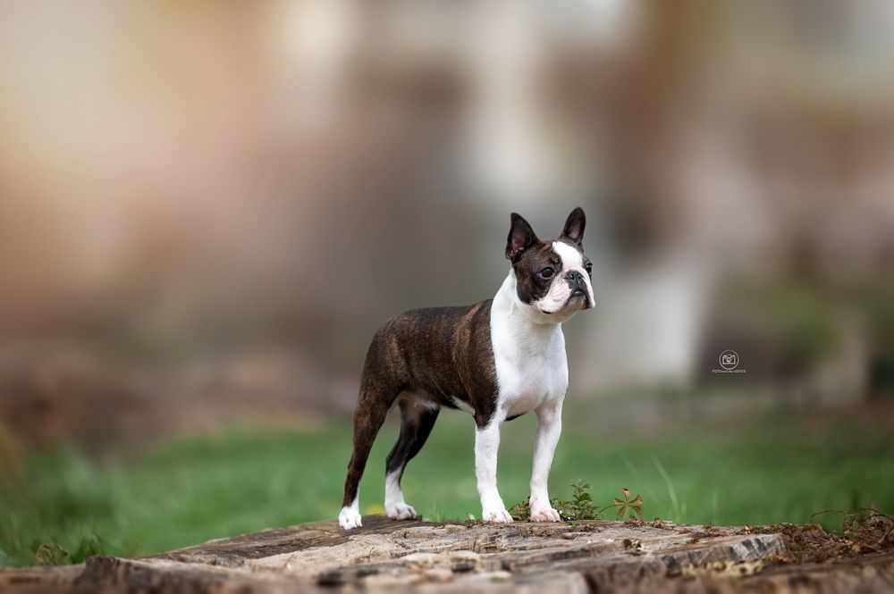 Boston terrier ZKwP/FCI jedyny miot w PL