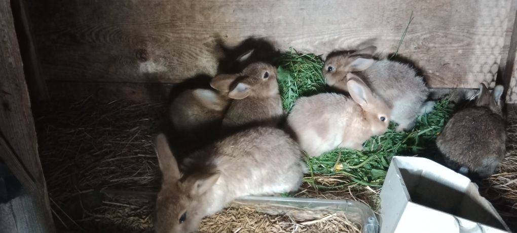 Króliki mieszańce baran francuski bialy samica młode króliki