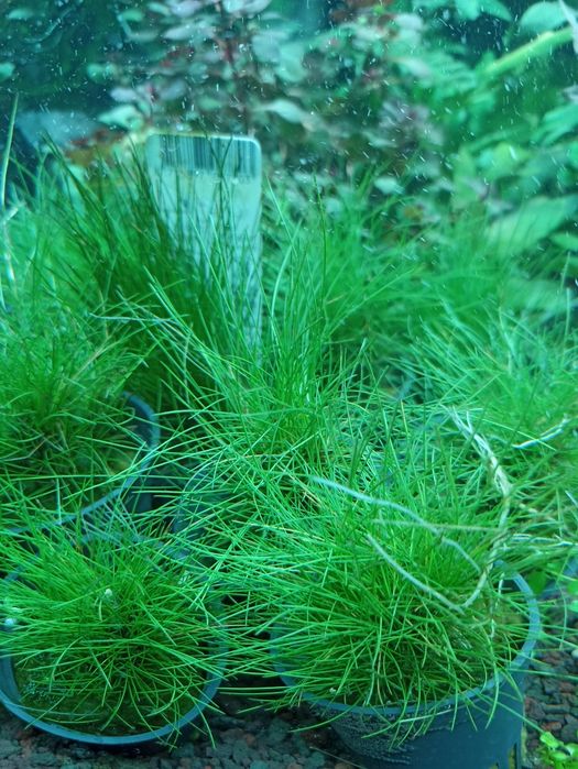 Eleocharis Parvula (koszyk) MASSON