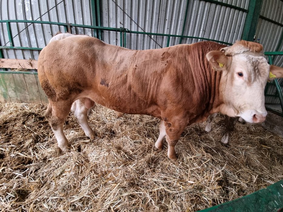 Byczek Blonde d'aquitaine