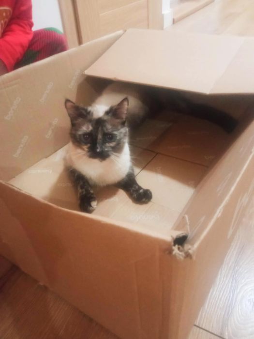 Kot kotka Moli wysterylizowana