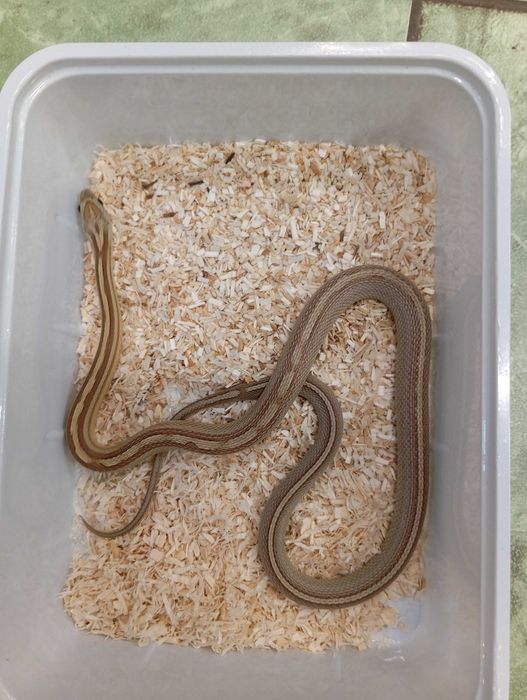 Wąż zbożowy caramel stripe tessera