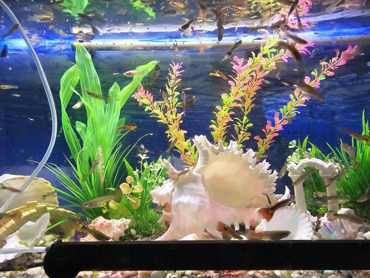 Vendo peixes Guppy por unid.