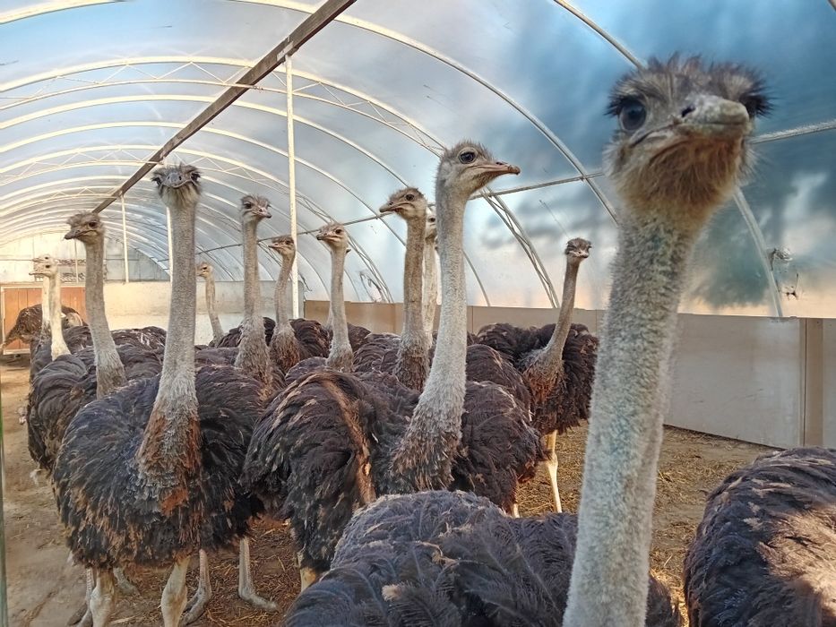 Struś afrykański roczny -samiec, strusie.