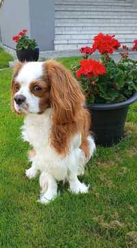 Cavalier King Charles Spaniel reproduktor z badaniami genetycznymi