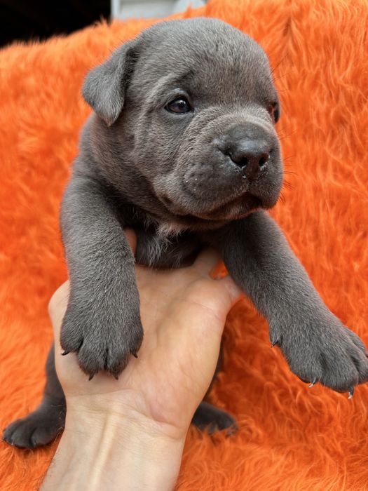 Голубий Cane Corso Арон 1 місяць— чистокровний щеня