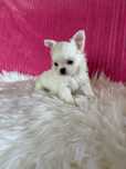 Chihuahua śnieżnobiała  mini sunia Jessy