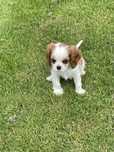 Cavalier King Charles Spaniel