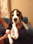 Sprzedam Psa Rasy Beagle