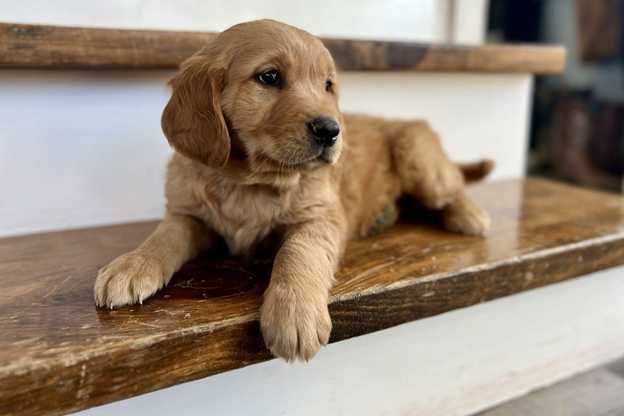 golden retriever ciemno złoty