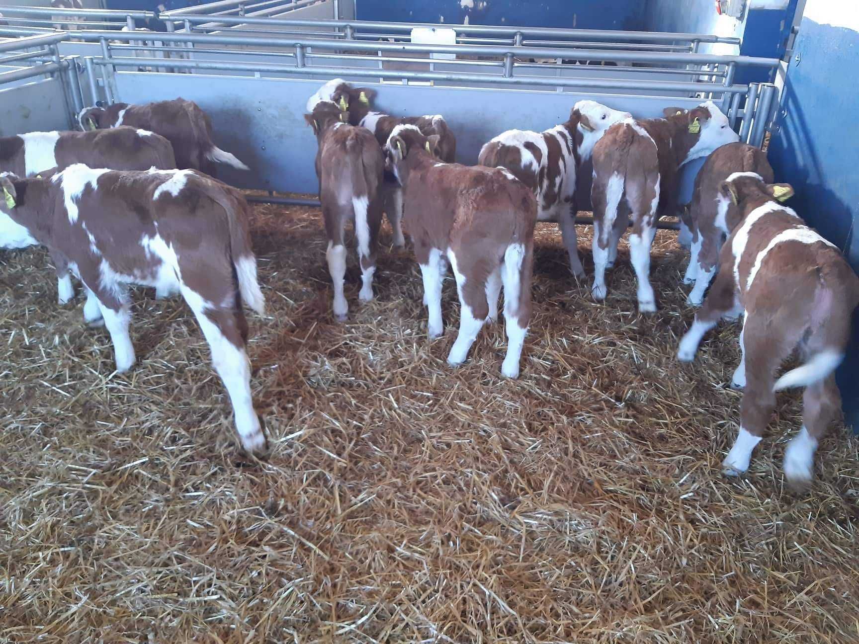 Jałówki mleczne HF,RW na krowy, Jałówki MM, Byczki Mięsne