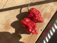 Семена супер острого перца Carolina Reaper,Bhut Jolokia.