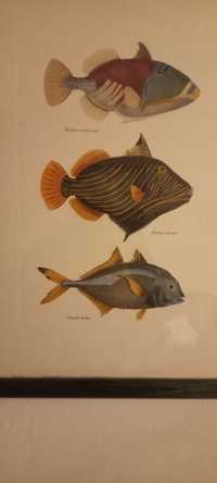 Reproduções antigas de peixes exóticos