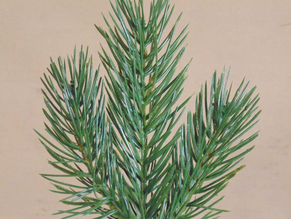 Gałązka PE  sosna 30 szt.