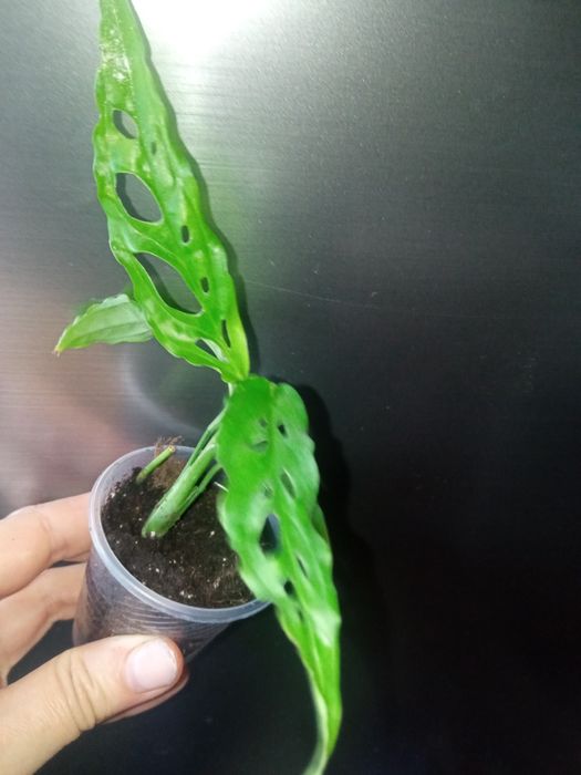 Монстера Обліква Перу