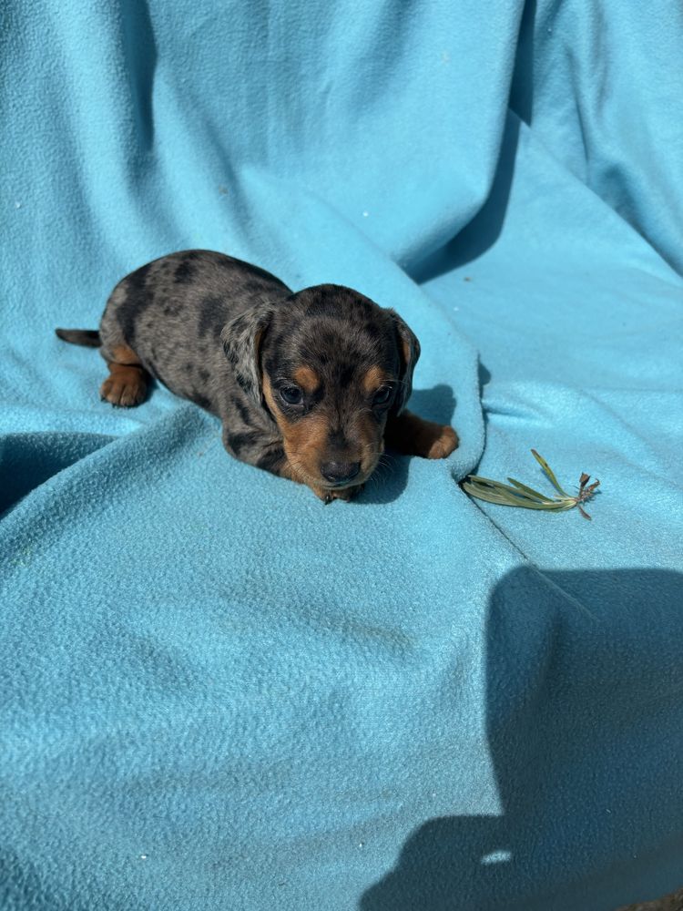 Teckel macho azul arlequim miniatura