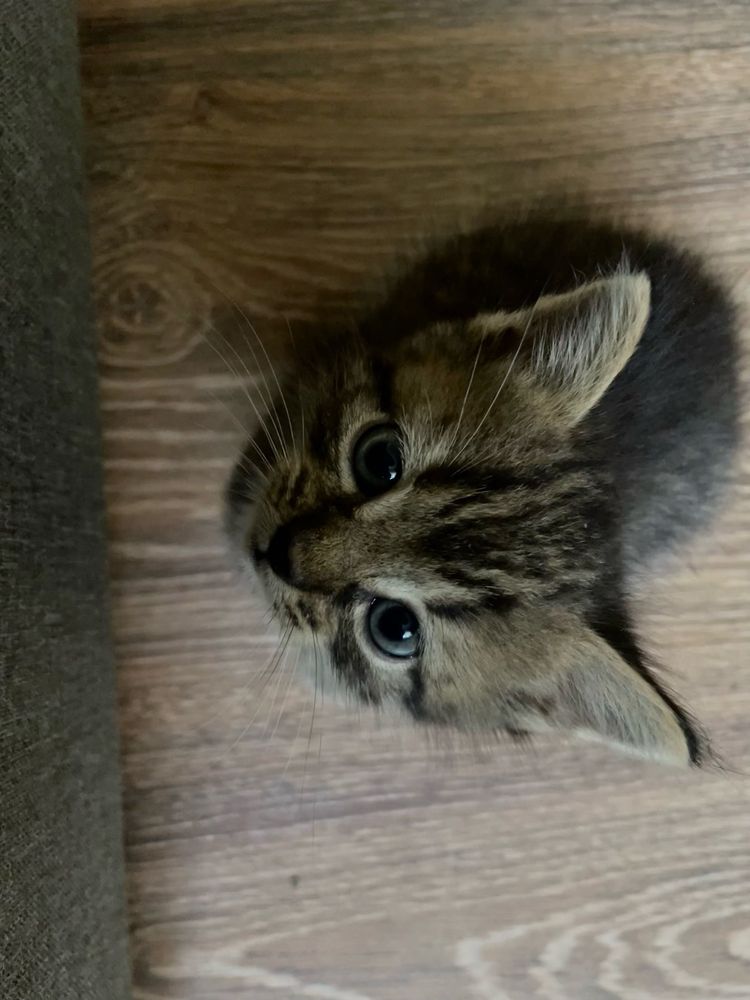 Котики безкоштовно