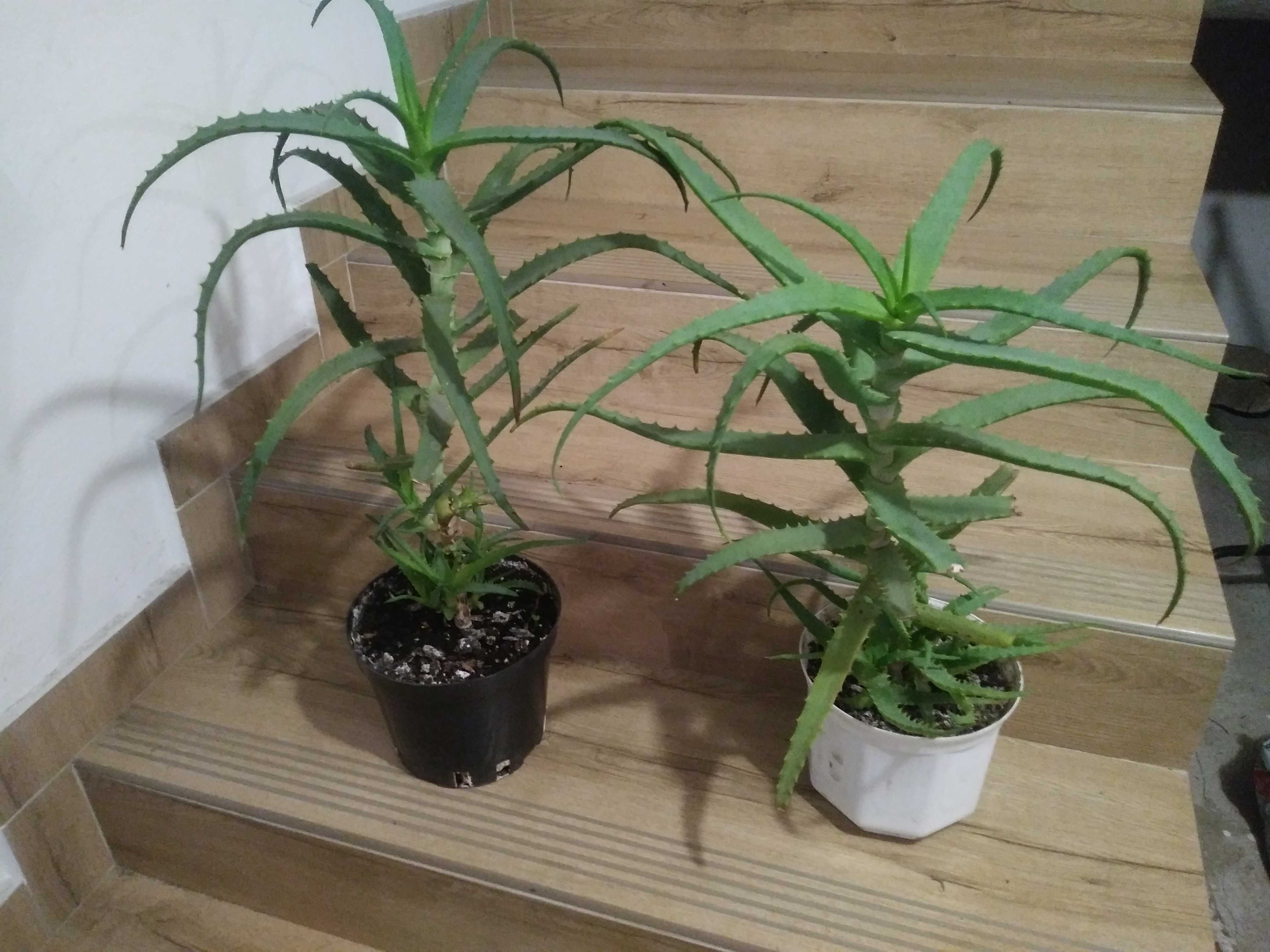 aloes drzewiasty, drzewko szczescia, grubosz, paprotka