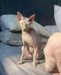 Gata Sphynx canadian