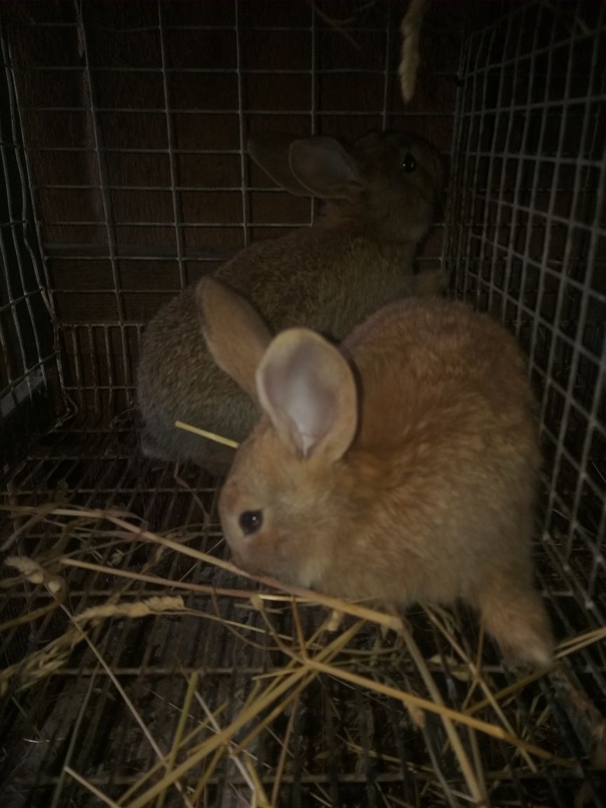Кролики помісних порід