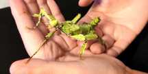 Straszyk australijski - extatosoma tiaratum