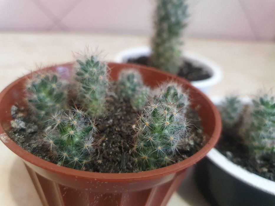 Кактусы. Комнатные растения