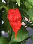 Carolina Reaper fresca