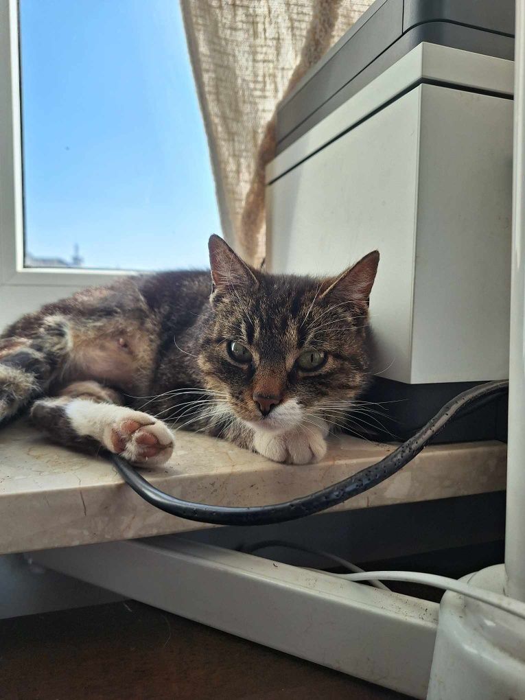 Uratowana kotka szuka domu