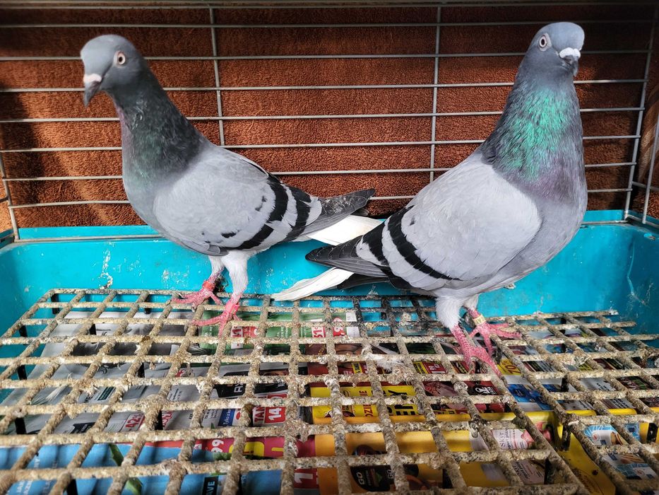 Gołębie para wyszwanców siwych